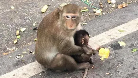 สลดใจ แม่ลิงเศร้ากอดร่างลูกน้อยโดนรถชนตาย วอนคนขับด้วยความระมัดระวัง