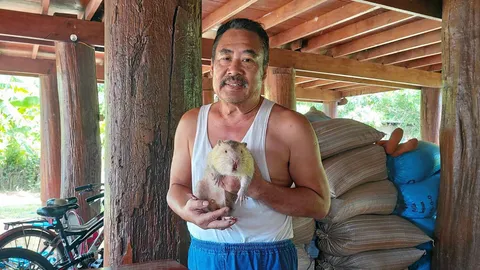 เลี้ยงหนูพุก–อ้น เสริมรายได้