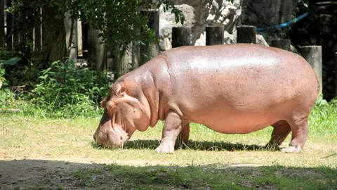 แม่มะลิ...ฮิปโปโปเตมัสอายุยืน