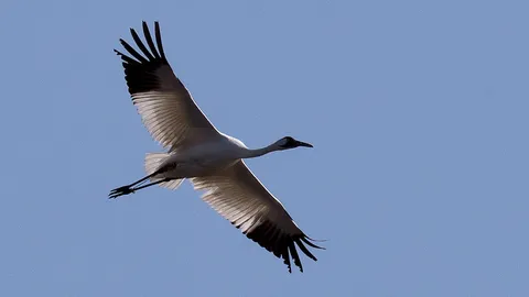 นกกระเรียนยักษ์จากทางใต้ในเยอรมนี