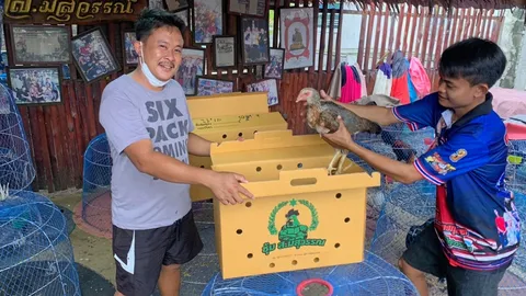 โควิด-19..เอื้อไก่ชน คนนิยมยอดขายพุ่ง