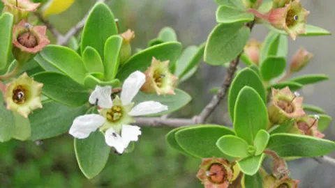 เทียนทะเล..บอนไซสุดแพง