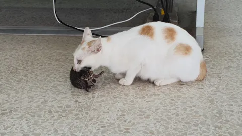 แมวออกลูก 5 ตัวบนโรงพักเชียงคาน ตร.เพิ่งจะรู้ตอนลูกแมวออกมาร้องหาแม่