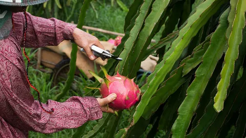 แก้วมังกรระวังโรคผลเน่า