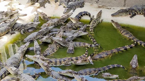 จระเข้นครสวรรค์..อดอาหาร ส่งออกไม่ได้..ขายถูกคนไม่ซื้อ