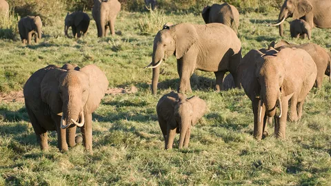 “โควิด-19” ลดช้างป่าเผชิญหน้ากับคน