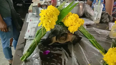 แม่ค้ารุมทาแป้ง "เต่ายักษ์" เดินเข้าตลาด เชื่อเป็นเต่าเจ้าปู่ ได้เลขเด็ดทั่วหน้า