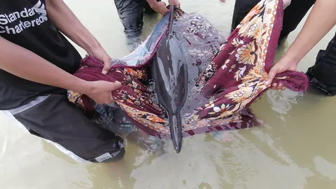 รุดช่วยโลมากระโดด เกยตื้นหาดบ้านน้ำเค็ม พบบาดเจ็บ มีแผลหลายแห่งทั่วตัว