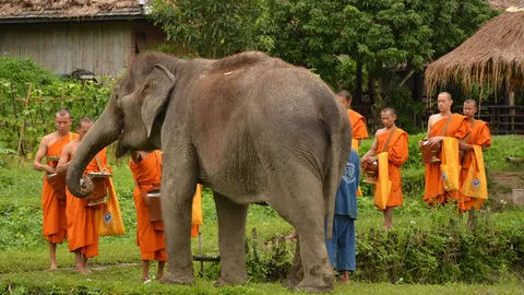 นักท่องเที่ยว ได้ภาพประทับใจ ช้างรอใส่บาตรพระที่ทุ่งนาบ้านโต้งหลวง