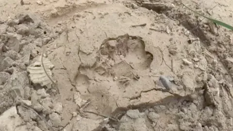 ชาวบ้านผวา พบรอยเท้าเสือโผล่ใกล้ชุมชน จนท.เตือนระวัง 