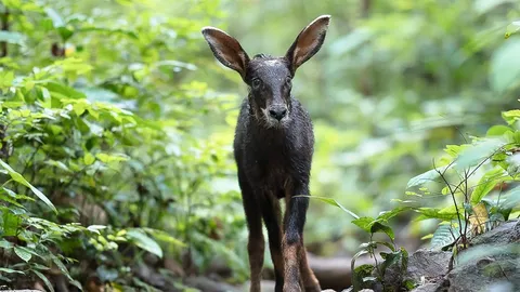 พบลูกเลียงผาหลงฝูงโผล่ อช.รามคำแหง ชี้ ป่าเขาหลวงอุดมสมบูรณ์มากขึ้น