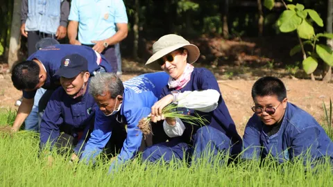 “แพนเค้ก” เขมนิจ ร่วมดำนา "เอามื้อสามัคคี" ต้นแบบพัฒนาเกษตรทฤษฎีใหม่