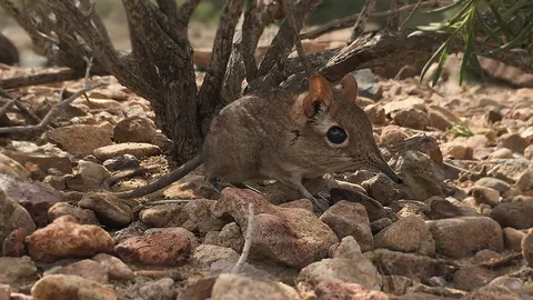 ฮือฮา พบ ‘หนูผีช้างโซมาเลีย’ ตัวเป็นๆ ครั้งแรกรอบ 50 ปี
