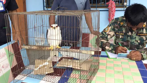 พบ “ลูกเหยี่ยวขาว” สัตว์ป่าสงวนหายาก บินตกริมไร่ข้าวโพดในอ.เนินมะปราง