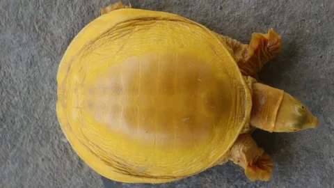 เนปาลพบตะพาบสีทองอร่าม ชาวบ้านเชื่อเป็นร่างพระวิษณุอวตาร