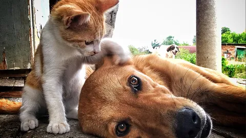 ชาวบ้านหวั่นโรคพิษสุนัขบ้าระบาด ไม่มีเจ้าหน้าที่เข้ามาฉีดวัคซีนให้หมาและแมว