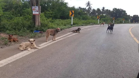พบ "ถนนหมาจรจัด" ที่ประจวบฯ ถูกนำมาปล่อย รอเมตตากว่า 200 ตัว 