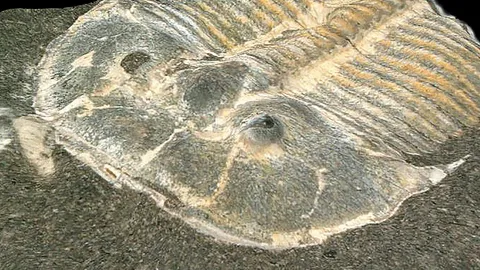 ศึกษาดวงตาของไทรโลไบต์ยุคไซลูเรียน