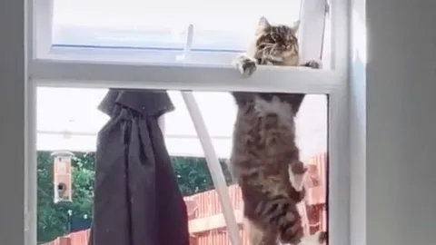 ต๊ะเอ๋...แมวใครหว่า?