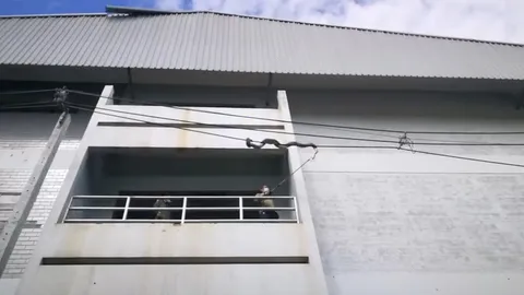 เล่นของสูง เหลือมยาว 4 เมตร เลื้อยพันสายไฟ เขมือบนกพิราบ (คลิป)