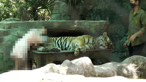 คุ้มเสือที่เชียงใหม่แจง ภาพ นทท.ลูบไข่เสือไม่ได้ทารุณสัตว์ จนท.ดูแลตลอด