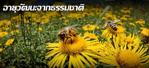 อายุวัฒนะจากธรรมชาติ