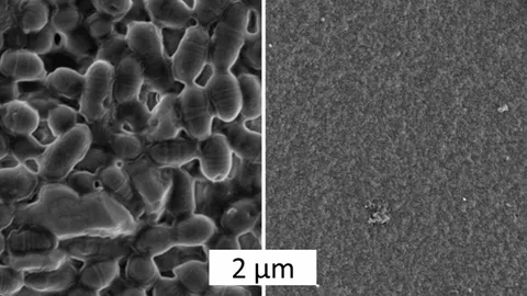 สร้างวัสดุชีวภาพใหม่จากใยแมงมุม
