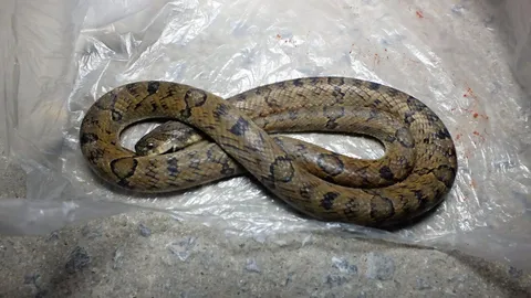 สุดสยอง หมอดึงงูยาวกว่า 1 เมตรจากปากสาวรัสเซีย (คลิป)