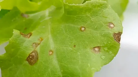 ปลูกผักระวังโรคใบจุดตากบ