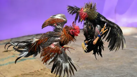 นิมิตร พุทธทอง มือน้ำไก่ชนเงินแสน