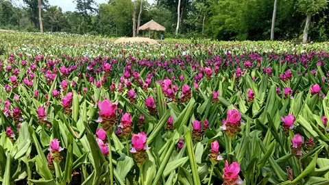 ชวนเที่ยวอุดรฯ ชมดอกปทุมมา 13 สายพันธุ์ ชูช่อรับหน้าฝน ที่บ้านห้วยสำราญ