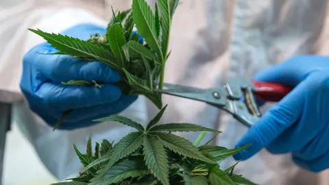 “อภัยภูเบศร” เปิดตัวตำรับยากัญชาทั้ง 5 รักษาไมเกรน-สะเก็ดเงิน