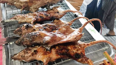 เลี้ยงหนูพุกขายเนื้อ เดือนละเฉียดแสน..ไม่พอขาย