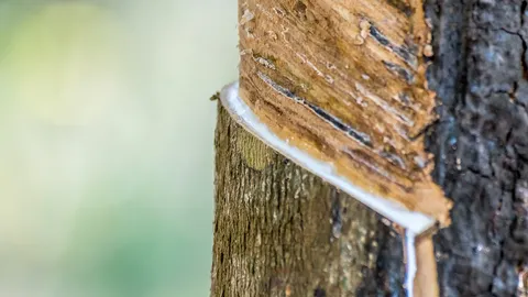 “เฉลิมชัย” ฝันดันราคายาง 65 บาท เกษตรกรเปิดกระเป๋ารอหลังยอดใช้ยางทะลัก