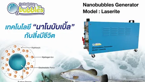 นาโนบับเบิ้ลสายพันธุ์ไทย