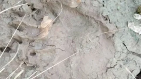 ชาวบ้านผวา พบรอยเท้า "หมีดำ" ตัวใหญ่โผล่ ระดมปิดล้อมล่า หวั่นอันตราย