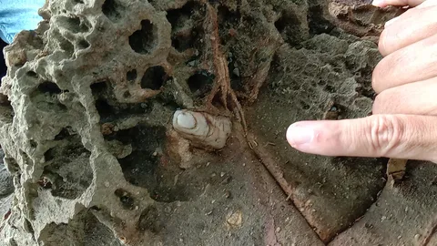 ฮือฮาพบ "นิ้วคนโผล่ในหิน" ที่เกาะคอเขา งานนี้อย่างเหมือน จนต้องพิสูจน์