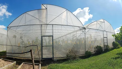 รื้อสวนนกปลูกฟิก เทรนด์รักสุขภาพ ขายผลสดเจอโควิด แปรรูปเพื่อรอด