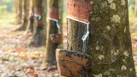 5 เสือยางพาราไล่ทุบราคาร่วง