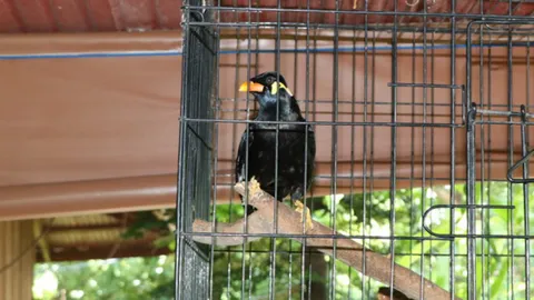 เลขเด็ด "เจ้าขุนทอง" นกชอบใบ้หวย งวดนี้ให้อีกแล้ว 2 ตัว เสียงดังฟังชัด (คลิป)