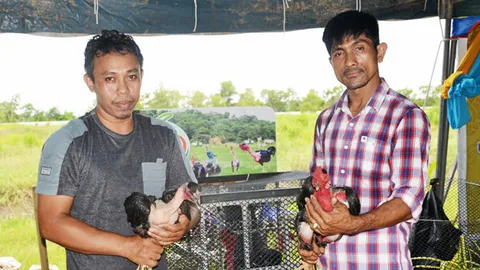 ไก่คอล่อนของดีเมืองลุง