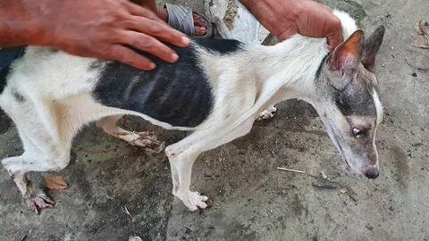 สลด หนุ่มสาวตกงาน ค้างค่าเช่า 7 เดือนหนีหาย ทิ้งน้องหมาอดโซ 