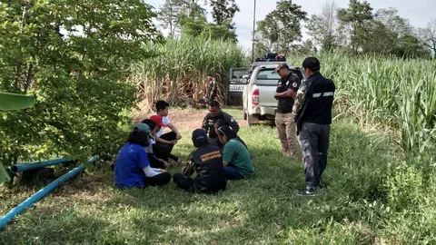 จนท.เจอหมีควายขอนแก่นแล้วในไร่อ้อยริมชายป่า แต่ยิงยาไม่ได้ทำให้หนีทัน