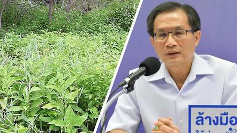 แพทย์เตือนข่าวปลอม ยืนยัน “ต้นอังกาบหนู” ไม่สามารถรักษามะเร็งได้