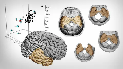 วิจัยสมองกลีบขมับมนุษย์โฮโมอิเรคตัส