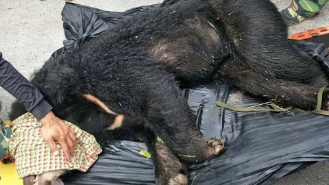 จับแล้ว หมีควายขอนแก่น โดนยิงลูกดอกจนสลบ นำใส่กรงส่งไปสถานีวิจัยฯภูเขียว