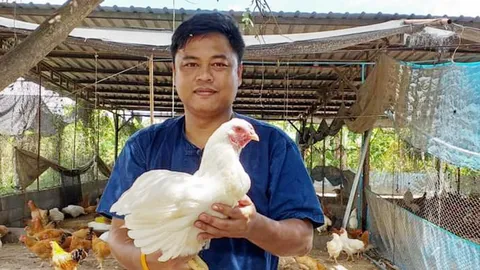 ไก่ขาว...พันธุม ต่อยอดตะเภาทอง