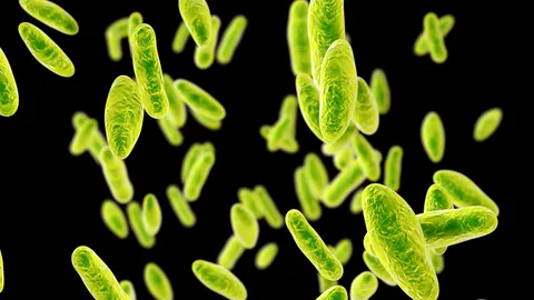 จีนผวา แบคทีเรียบรูเซลลาระบาด หลุดจากรง.ผลิตวัคซีน ติดเชื้อแล้วกว่า 3 พัน 