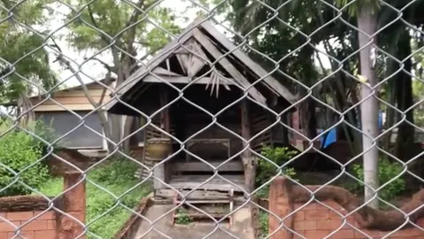 เสือกัดคนให้อาหารเจ็บสาหัส เพื่อนรีบวิ่งเข้าช่วย หวิดโดนรุมขย้ำ