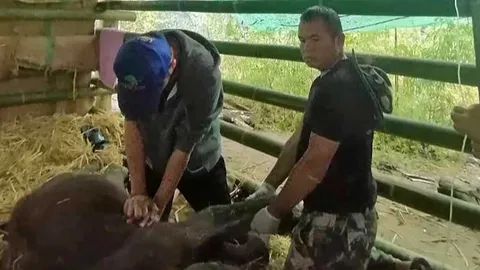 สลดลูกช้างน้ำหนาวตายอนาถ ผ่าซากพิสูจน์พบดินอุดลำไส้ ปราจีนมีอีกตัวพลัดหลงโขลง